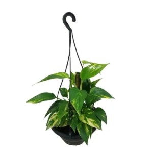 Cuia C-28 Preto Com Alça