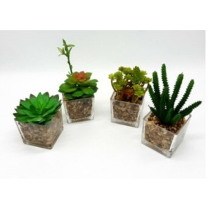 Vaso De Vidro Com Bonsai