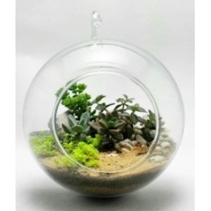 Vaso  Bola  Suspenso  Pequeno